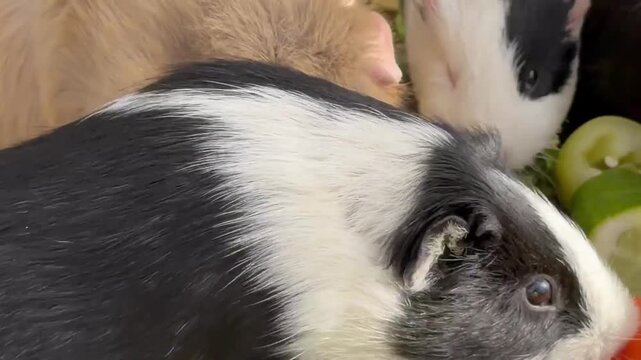 A group of small guineapigs eating vegetables. The animals are black and white. The vegetables are carrots and celery
