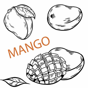 line drawing mango. Vintage mangoorange or mango fruits blossom and branches for juice label. Vector black ink outline food sketch illustrations with juicy piece and peel fruit for health fresh drinks