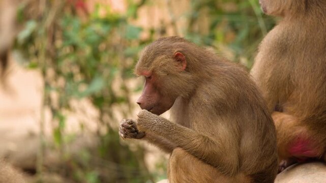 Hamadryas Baboon Sitting and Foraging for Food in a Zoo Enclosure