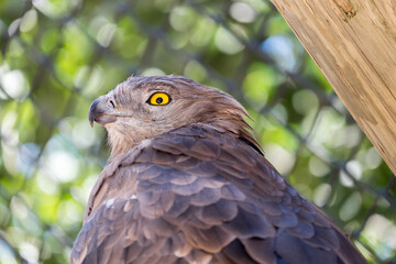 Obraz premium Short-toed snake eagle close-up portrait with bright yellow eye