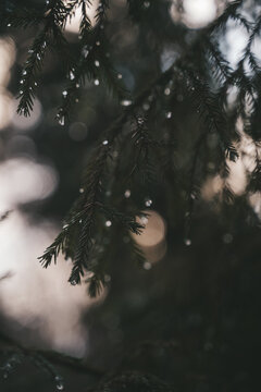 rain in the spruce forest green conifer with water drops
