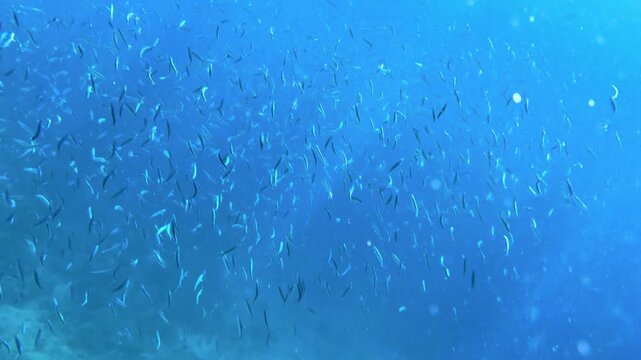 Large School of Baitfish Swimming in Deep Blue Ocean Water