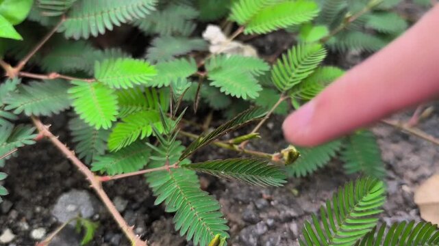 Sensitive Plant Mimosa Pudica Folding Its Leaves After Being Touched by Finger, Seismonastic Movement of Shameplant in Nature, Thigmonasty Response of Fern-like Foliage Close Up
