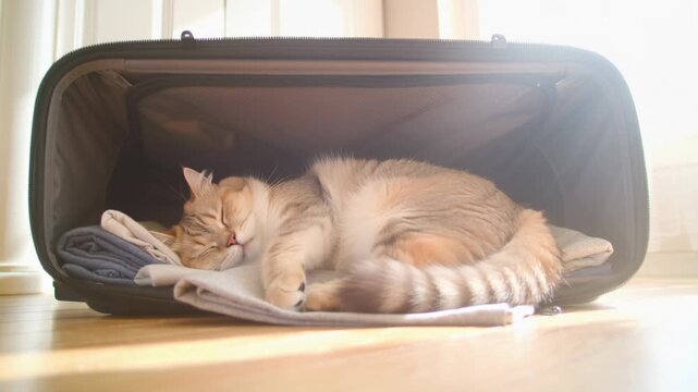 Orange cat sleeping peacefully in open pet carrier on wooden table. Fluffy feline napping cozily with blanket. Relaxed pet travel preparation concept