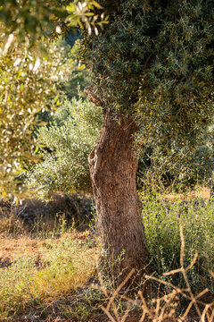 Close olive trunk bark detail and texture with foliage in sunlight in Terra Alta Catalonia Spain capturing countryside warmth and pattern