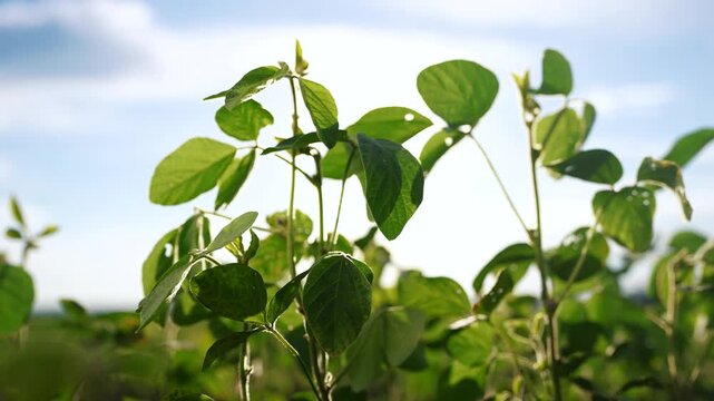 Soybeans and greens planted in a field. Soy plantation crop concept. Sprouting greens and leaves of a soybean. A field of sprouting lifestyle greens and soybeans planted in a field.