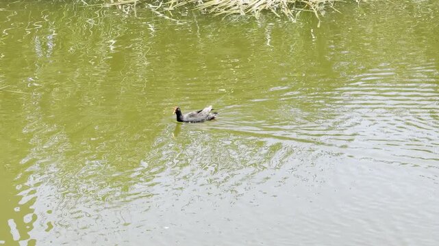 Common Moorhen walks and searches for food in shallow wetlands, displaying calm natural behavior in an outdoor aquatic environment