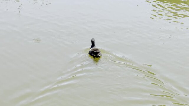 Common Moorhen walks and wades in shallow wetlands, displaying calm natural behavior and interaction with the water in an outdoor environment