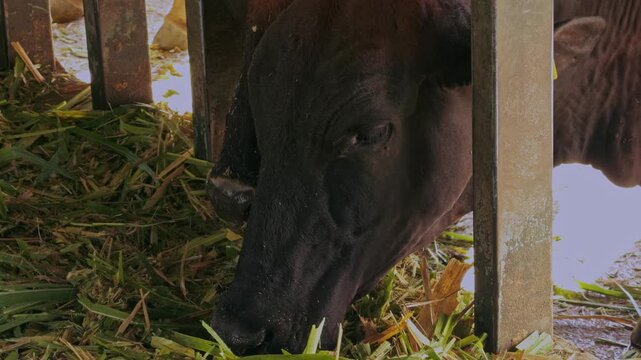 Dairy cattle chewing on fresh green fodder in a barn, livestock feeding on a modern agricultural farm