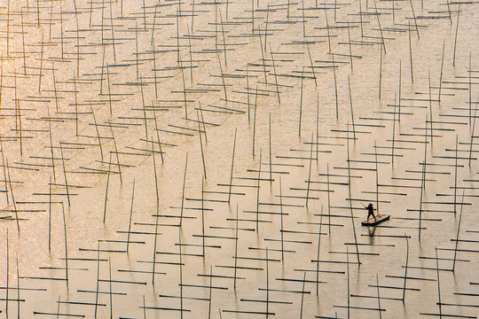 View of a lone figure navigates a small raft through a bamboo forest rising from the shimmering waters in an intricate and captivating scene, Xiapu, Fujian, China.
