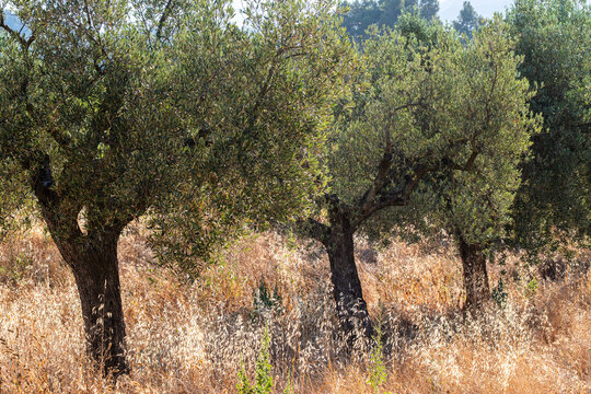 Quiet olive trees grove orchard in countryside with dry grass across Terra Alta Catalonia Spain showing summer drought and calm light