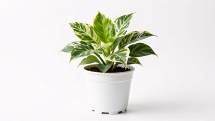 Fototapeta premium A lush houseplant with vibrant variegated leaves in shades of green and creamy white grows from a simple white pot, isolated on a white background for a seamless and minimalist botanical aesthetic.