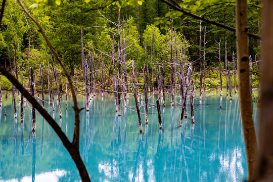 View of turquoise waters reflect the stark, skeletal remains of submerged trees, framed by vibrant green foliage, a serene yet haunting scene, Shirogane, Hokkaido, Japan.