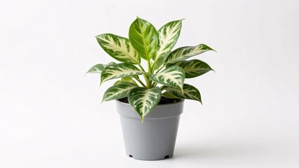 Obraz premium A lush houseplant featuring large, variegated leaves with blended green and creamy yellow tones sits in a simple gray pot, isolated on a white background for a clean, natural look.