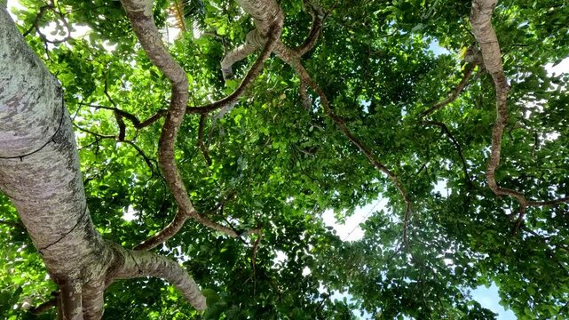 Looking up at a tree canopy, highlighting the rustling green leaves and branches swaying peacefully in the breeze