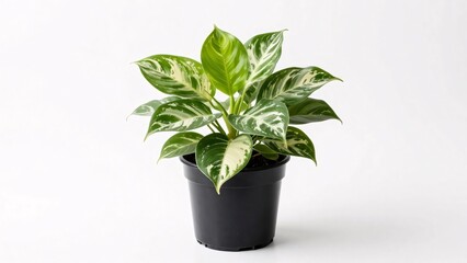 Fototapeta premium A healthy houseplant featuring vibrant green leaves with striking white and cream variegation sits in a simple black plastic nursery pot, isolated on a white background for a clean, natural aesthetic.