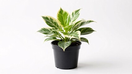 Fototapeta premium A healthy houseplant featuring vibrant green leaves with striking white and cream variegation sits in a simple black plastic nursery pot, isolated on a white background for a clean, natural aesthetic.