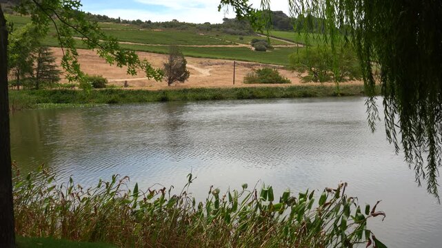 View of the lake in the vineyards between the oak and weeping willow trees
