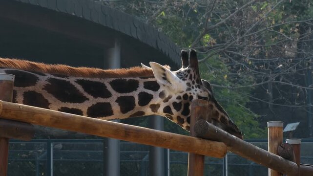 Close view of a giraffe calmly standing behind a wooden fence inside Belgrade Zoo. Natural wildlife scene with sunlight highlighting the distinctive spotted pattern