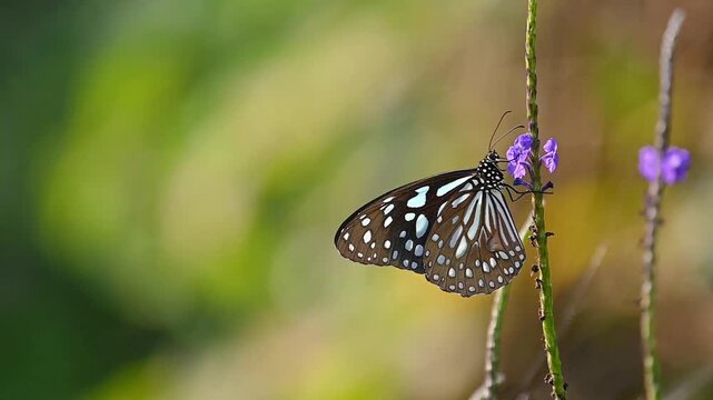 Elegant blue tiger butterfly feeding on small purple flowers in soft sunlight, blurred green background, serene and natural slow motion scene