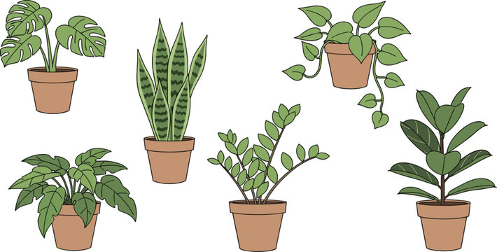 Tropical Indoor Houseplants Vector Illustration Set Featuring Monstera Snake Plant Pothos ZZ Plant and Rubber Tree in Pots