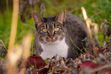 落葉の上に座ってこちらを見る猫