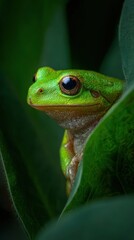 Green tree frog peeking from lush leaf