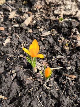Bright orange crocus flowers growing from dark soil in early spring garden under natural sunlight, for nature awakening concept with close up perspective and vibrant seasonal colors