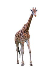 Fototapeta premium Giraffe isolated on white background