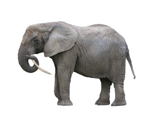 Obraz premium African elephant isolated on white background