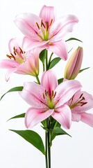 Fototapeta premium Fresh bouquet of pink lilies isolated on white background.