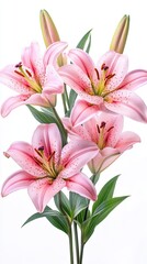 Fototapeta premium Fresh bouquet of pink lilies isolated on white background.