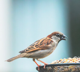 Fototapeta premium sparrow on a branch