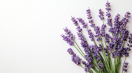 Obraz premium Lavender bouquet composition on white background, spring backdrop, copy space on one side