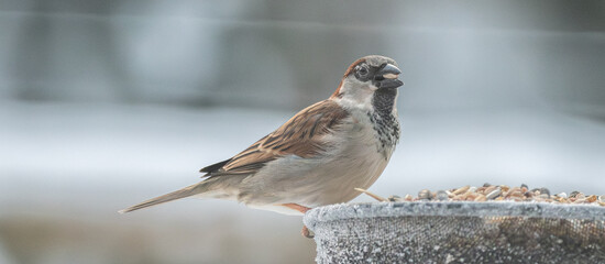Fototapeta premium sparrow on a fence