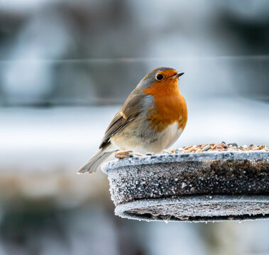 robin on snow
