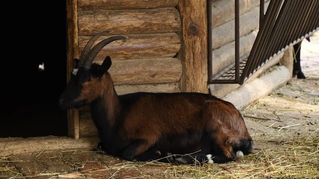 Brown domestic goat resting on brick pavement near wooden shelter inside zoo enclosure. The scene represents livestock care, animal welfare and rural farming concept in controlled environment