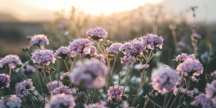 Purple flowers growing on field during sunset horizontal field landscape