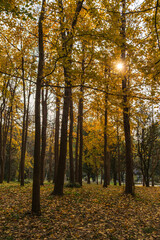 Fototapeta premium Shanghai Gongqing Forest Park