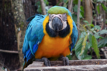 Close-Up of blue and yellow macaw © matt