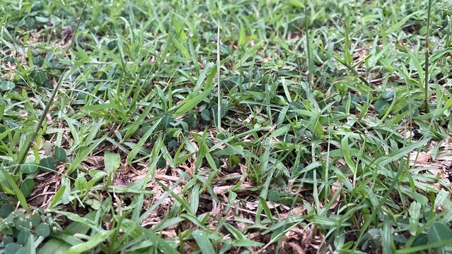 Green grass close-up showing lush natural blades mixed with clover and dry thatch, providing a vibrant outdoor background or texture.
