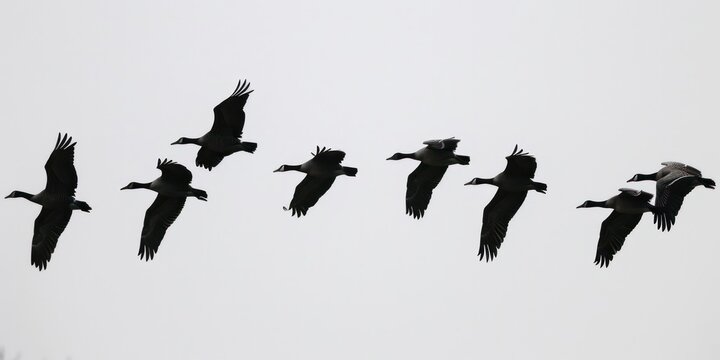 birds flying silhouetted against a white sky nature