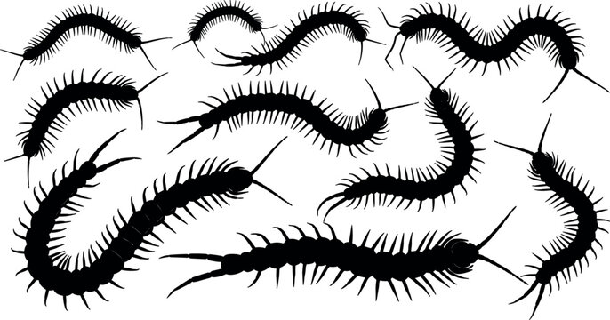 Scary centipede silhouette vector illustration set featuring creepy crawling millipede bugs and insects isolated on white background for nature design.
