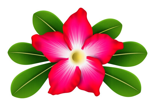 Desert rose flower with lush green leaves
