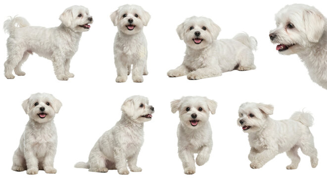 collection of cute white maltese dogs in different poses on isolated background