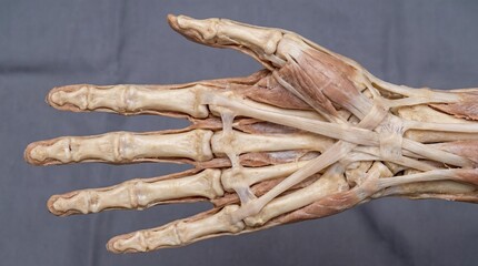 Detailed human hand anatomy showing bones muscles and tendons close-up