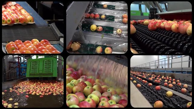 Smart Factory Apple Production Process Multiscreen 4K: Sorting, Washing and Packaging.  Clip is part of a larger series showcasing the complete production cycle in a modern packing house facility.