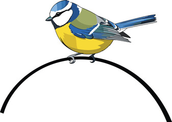 Colorful blue tit bird illustration, small songbird perched on curved branch, detailed wildlife vector art, nature animal design isolated on white background © LITON WORLD