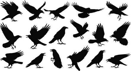 Obraz premium Crow silhouettes collection with flying and perched poses isolated on white background, black raven bird vector set for design