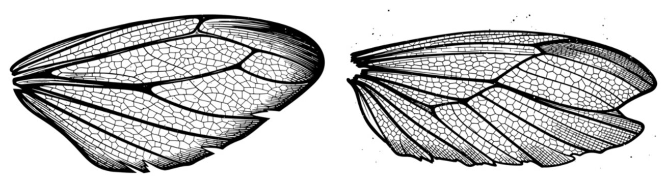 Detailed set of insect wings with intricate venation in a vintage engraving style